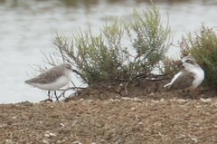 Calidris ferruginea