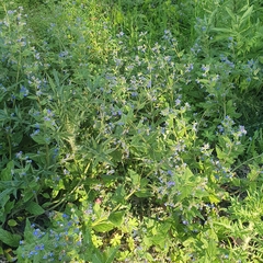 Pentaglottis sempervirens