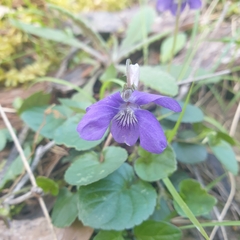 Viola riviniana