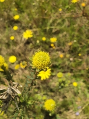 Leucadendron levisanus