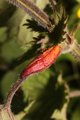Puccinia urticata