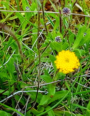 Leptorhynchos squamatus