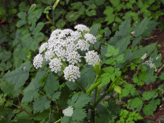 Angelica polymorpha