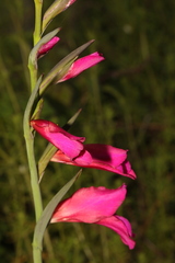 Gladiolus communis