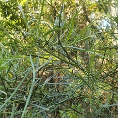 Acacia mucronata