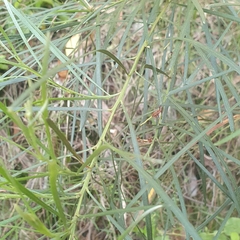 Acacia mucronata