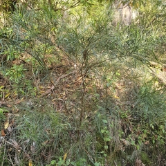 Acacia mucronata