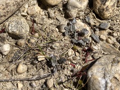 Convolvulus verecundus