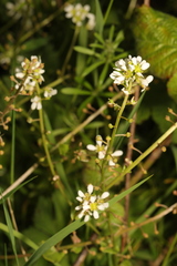 Cochlearia officinalis