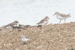Calidris ferruginea