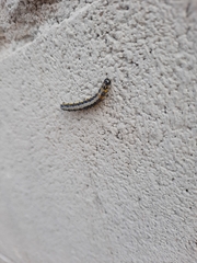 Uresiphita