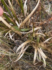 Panicum virgatum
