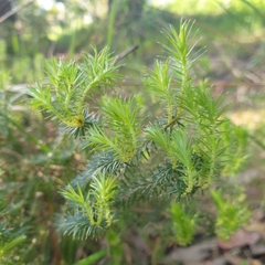 Acrotriche serrulata