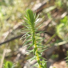 Acrotriche serrulata