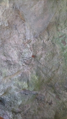 Leiobunum limbatum