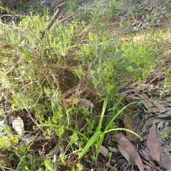 Acrotriche serrulata