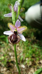 Ophrys sphegodes aveyronensis