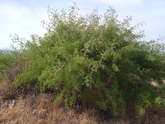 Ziziphus lotus