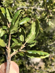 Quercus agrifolia oxyadenia