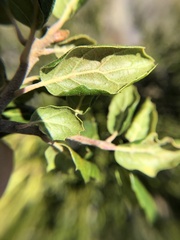 Quercus agrifolia oxyadenia