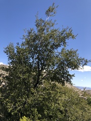 Quercus agrifolia oxyadenia
