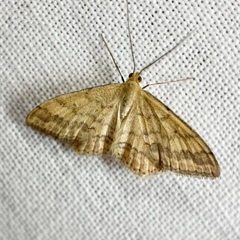 Scopula rubraria