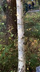 Betula papyrifera