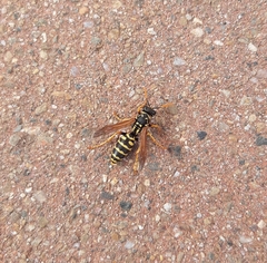 Polistes dominula