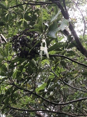 Pseudopanax arboreus