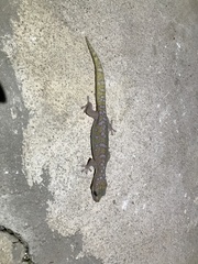 Oedura tryoni