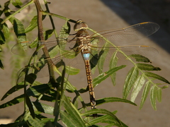 Anax ephippiger