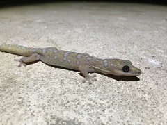 Oedura tryoni