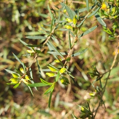 Aotus ericoides