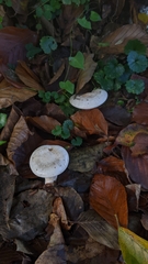 Infundibulicybe geotropa