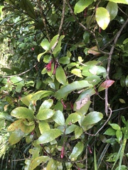 Alseuosmia macrophylla