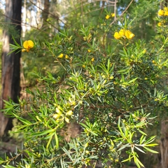 Aotus ericoides