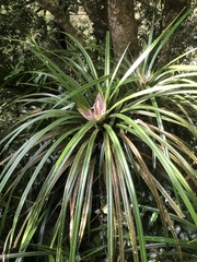 Freycinetia banksii