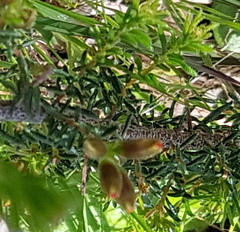 Dillwynia phylicoides