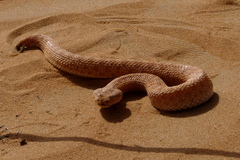 Cerastes vipera