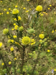 Leucadendron levisanus