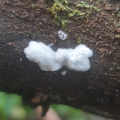 Trichoderma viride