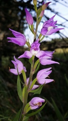 Cephalanthera rubra