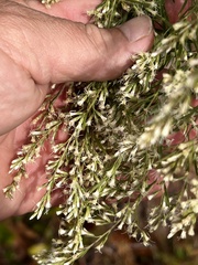 Eupatorium compositifolium