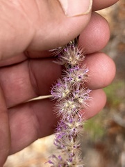 Liatris tenuifolia