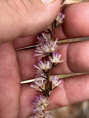 Liatris tenuifolia