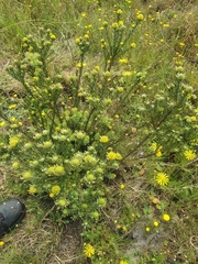 Leucadendron levisanus