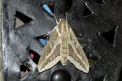 Hyles livornica