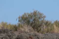 Retama monosperma
