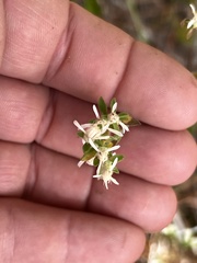 Sericocarpus tortifolius