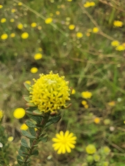 Leucadendron levisanus
